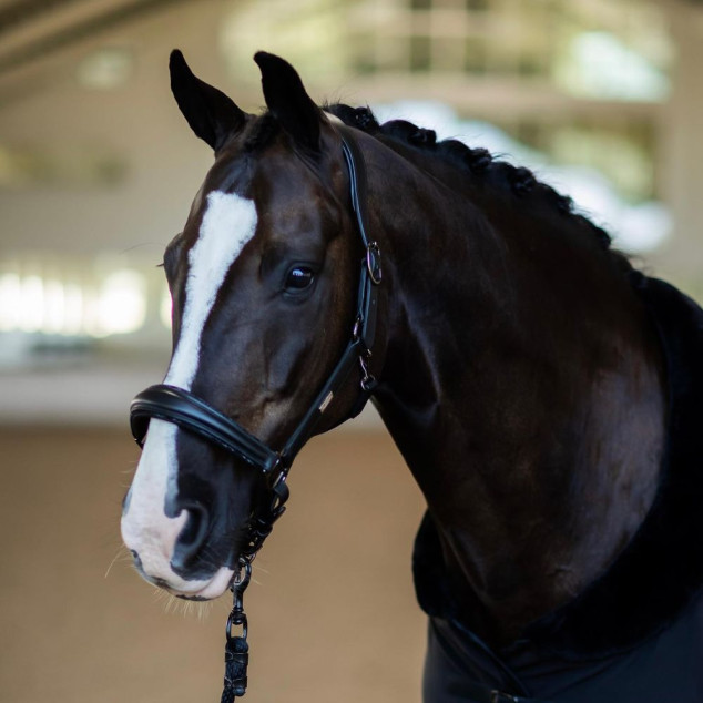 Недоуздок шкіряний Black Edition, Equestrian Stockholm