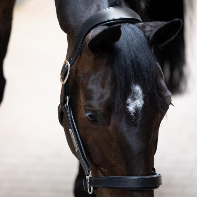 Недоуздок шкіряний Leather Stallion, Eskadron